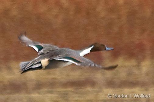 Duck In Flight_73013.jpg - Male Northern Pintail (Anas acuta) photographed in the Bosque del Apache National Wildlife Refuge near San Antonio, New Mexico USA. 